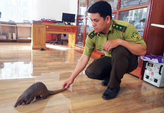 Cá thể Tê tê được chăm sóc tại cơ quan kiểm lâm