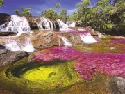 Du lịch - Cano Cristales - kỳ quan thiên nhiên của Colombia