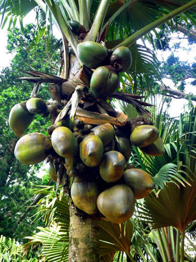Coco de mer là loại cây có thân cao hơn 30m tính từ mặt đất. Trên đỉnh của nó là phần lá tỏa tán ra xung quanh gần 5m.
