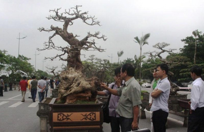 Cây trắc tiền tỷ thu hút sự nhiều người yêu cây cảnh đến chiêm ngưỡng. Ảnh: Vietnamnet.