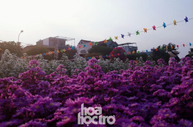 Khu vườn "tím lịm tìm sim" xuất hiện lần đầu tiên tại Đà Nẵng vào năm 2020. Vườn hoa đẹp nhất là vào sáng sớm. (Ảnh: Nam Duyên)