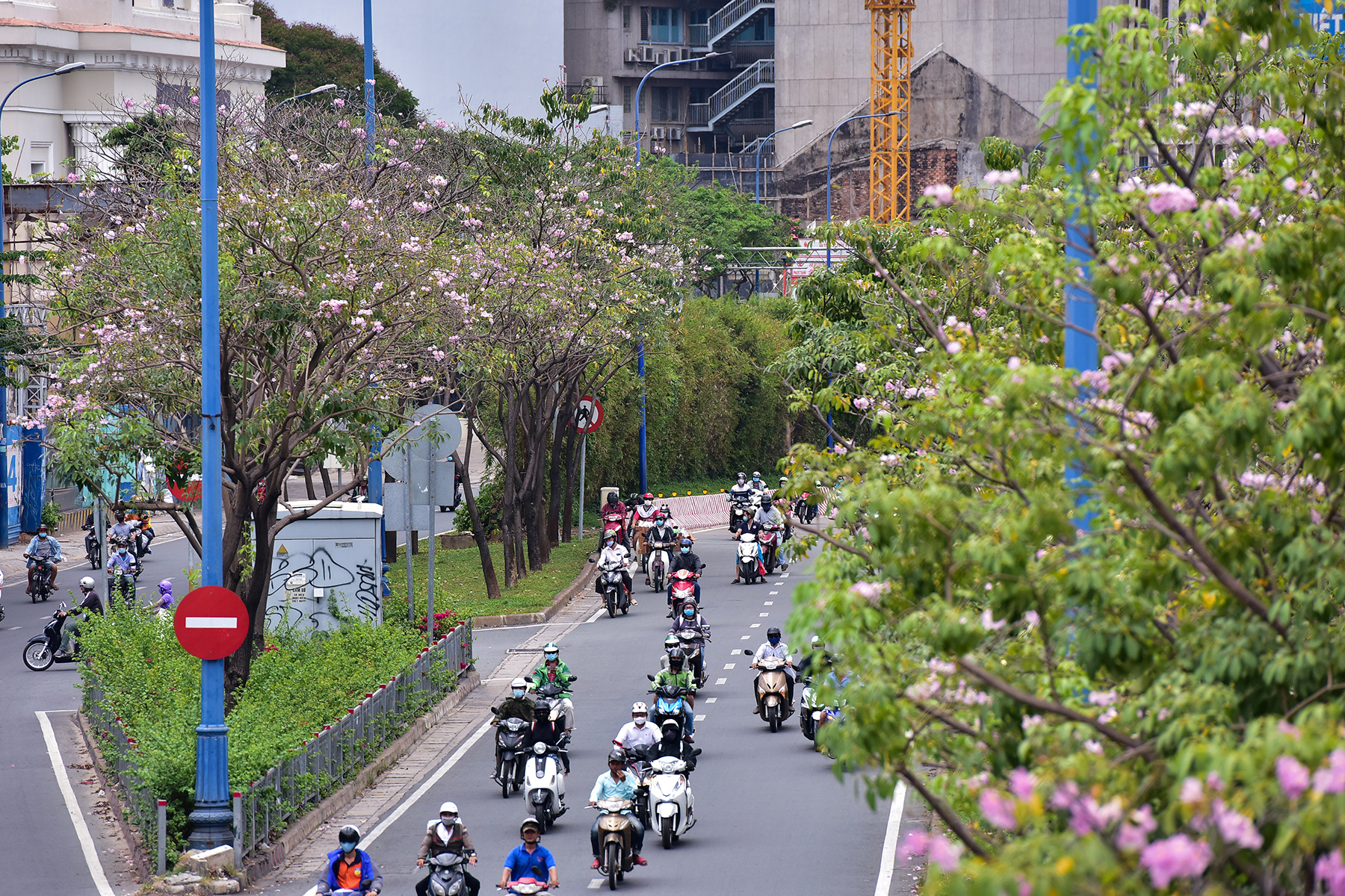 Ngoài tuyến đường Điện Biên Phủ, đường Võ Văn Kiệt đoạn gần hầm Thủ Thiêm là khu vực có kèn hồng được trồng nhiều, khá dày đặc.