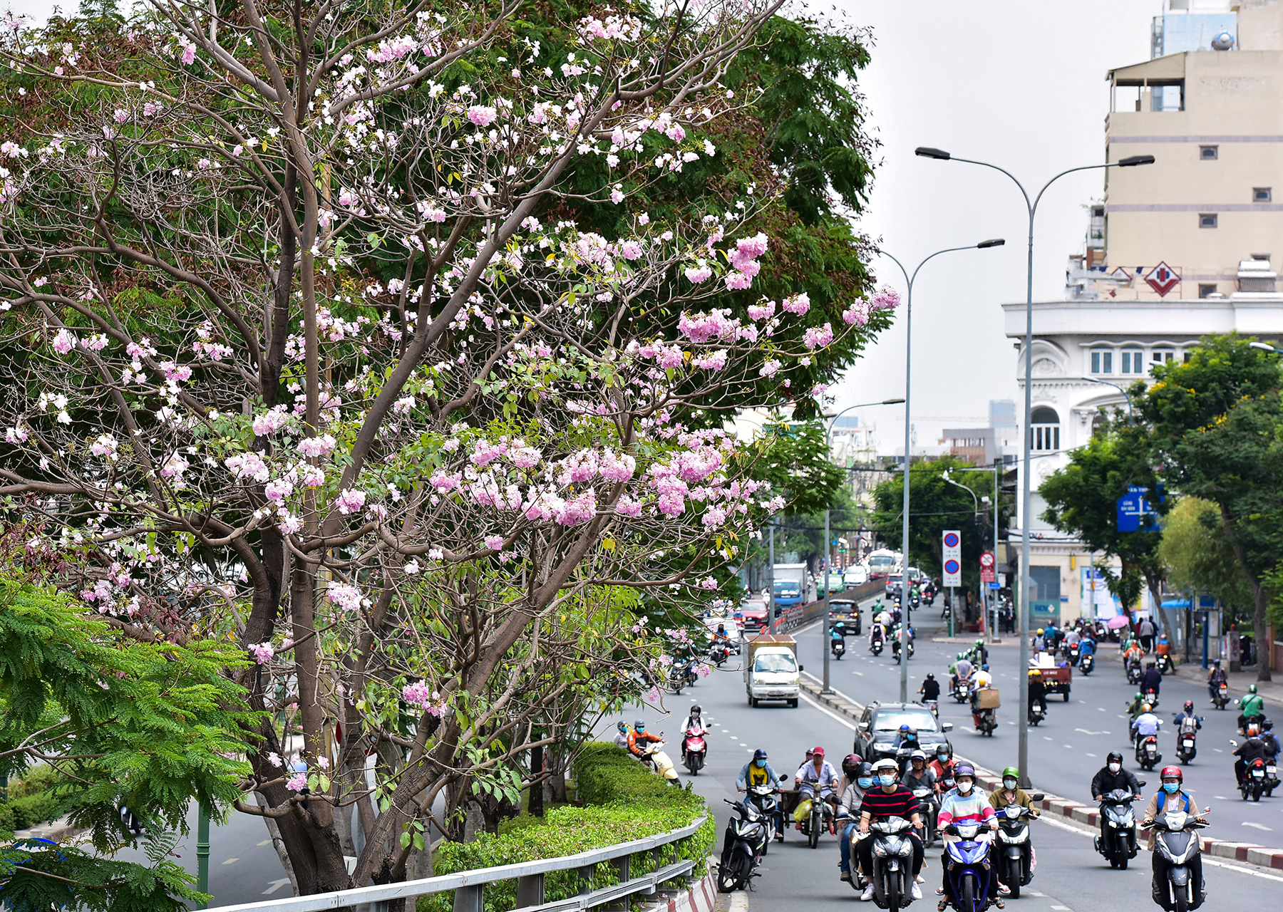 Khoảng 1 tuần nay, hai cây hoa kèn hồng bên chân cầu Khánh Hội (quận 4) bước vào đợt rụng lá, hoa nở phủ kín khắp các cành, thu hút người đi đường qua lại nhìn ngắm.