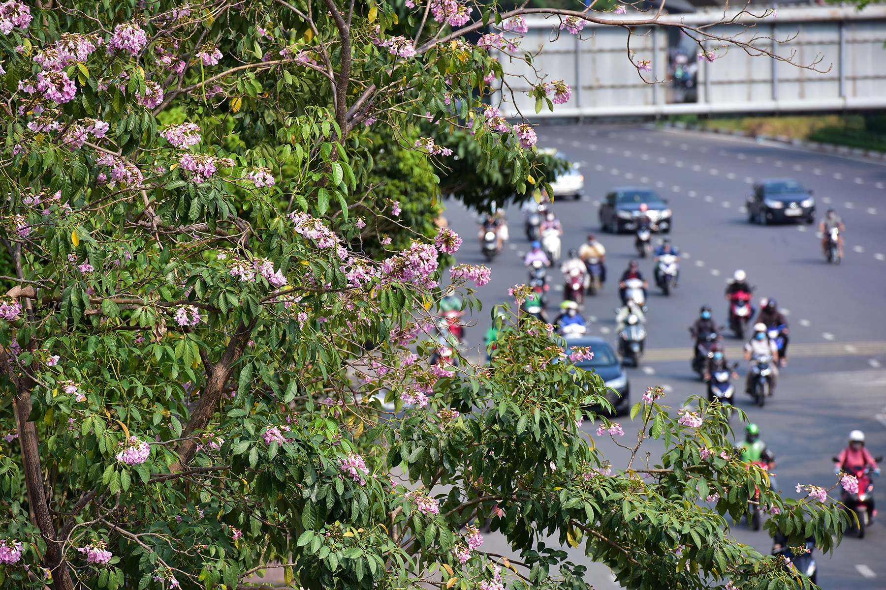 Mỗi năm chỉ có vài đợt hoa nở rộ để người dân có thể chiêm ngưỡng, bởi kèn hồng chỉ nở cùng lúc được 3-4 ngày rồi sẽ nhanh chóng héo dân, rơi rụng để lại màu xanh lá mới.