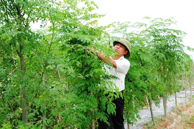 Thậm chí, tại Ấn Độ, chùm ngây được xem như là thần dược được phơi khô để chế biến thành thảo dược chữa bệnh. Còn ở Philippines, Malaysia, cây chùm ngây được sử dụng để nấu cà-ri, làm trà. 
