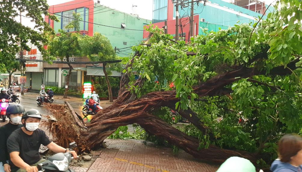 Ngoài ra, trong cơn mưa lớn kèm giông lốc vào sáng sớm nay cũng quật ngã nhiều cây xanh trên đường Lũy Bán Bích, Lê Trọng Tấn, Trường Chinh…Trong ảnh là cây xanh trên đường Nguyễn Văn Quá (quận 12) bật gốc sau cơn mưa. May mắn, lúc sáng sớm, đường vắng nên không ai bị thương tích sau sự cố.