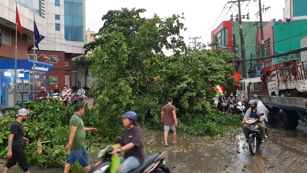 &nbsp;Cây đường kính gốc chừng ba người ôm, tán lá xanh tốt rộng hàng chục mét vuông đổ xuống choán hết đường Nguyễn Văn Quá khiến giao thông qua khu vực khó khăn