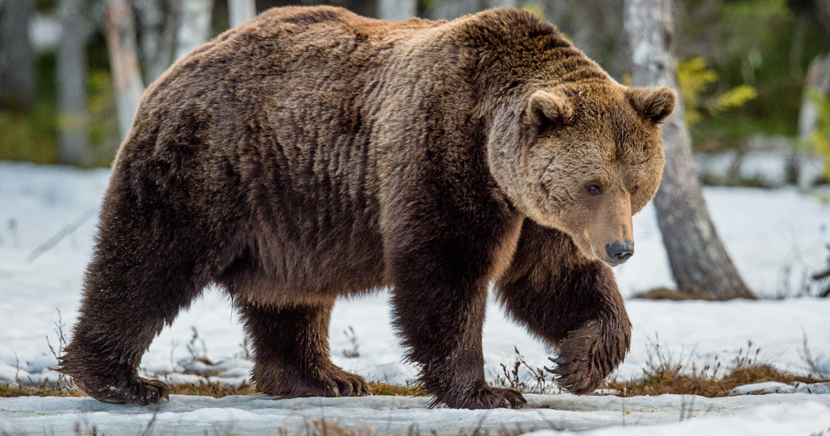 Hổ Siberia đấu gấu xám Bắc Mỹ: Con nào có thể ăn thịt con nào? - 3