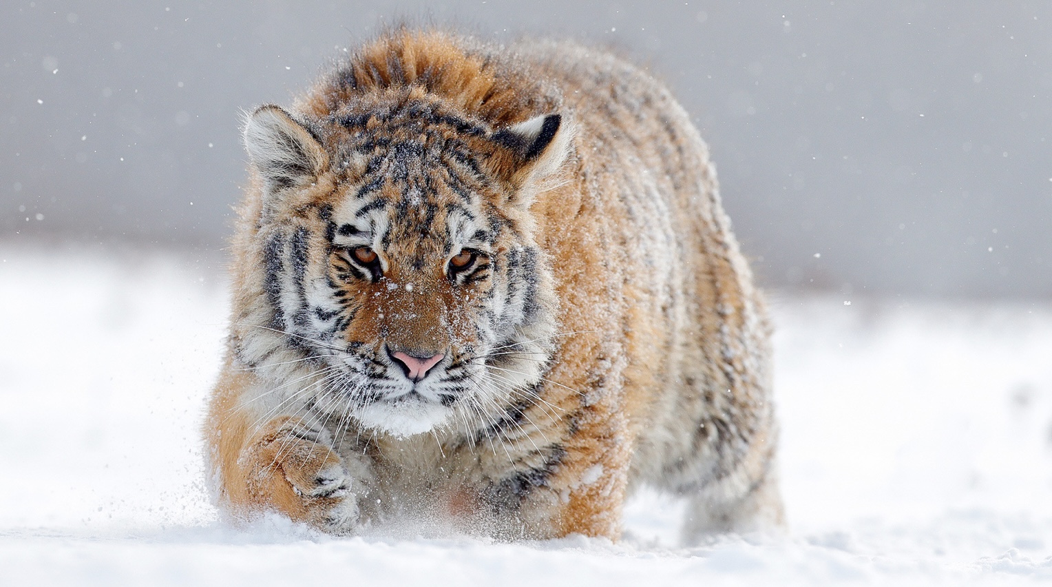Hổ Siberia đấu gấu xám Bắc Mỹ: Con nào có thể ăn thịt con nào? - 2