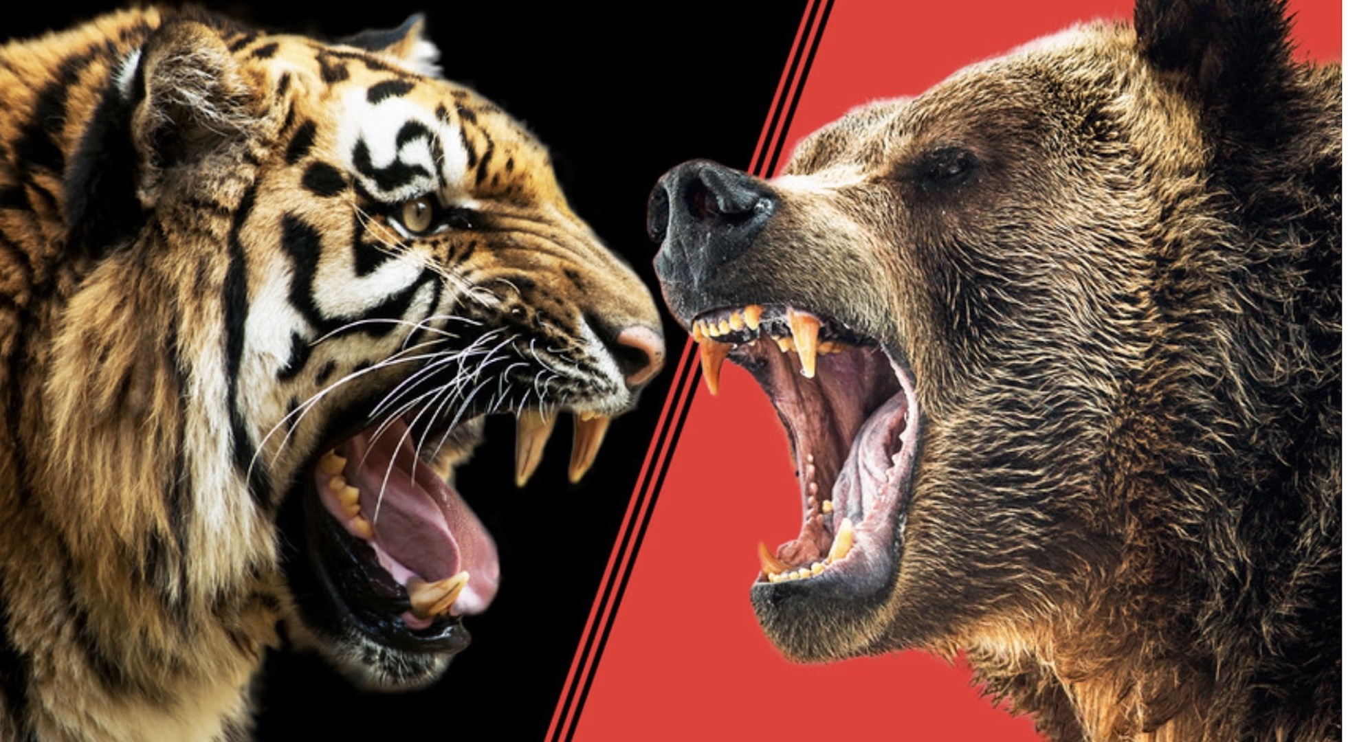 Hổ Siberia đấu gấu xám Bắc Mỹ: Con nào có thể ăn thịt con nào? - 1