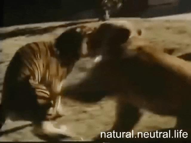 Thế giới - Hổ Siberia đấu gấu xám Bắc Mỹ: Con nào có thể ăn thịt con nào?