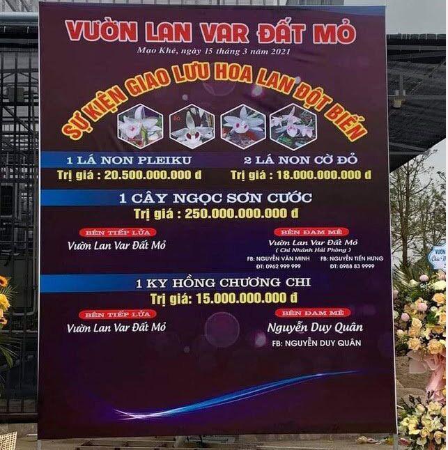 Vụ mua bán lan var 250 tỷ ở Quảng Ninh gây xôn xao dư luận.