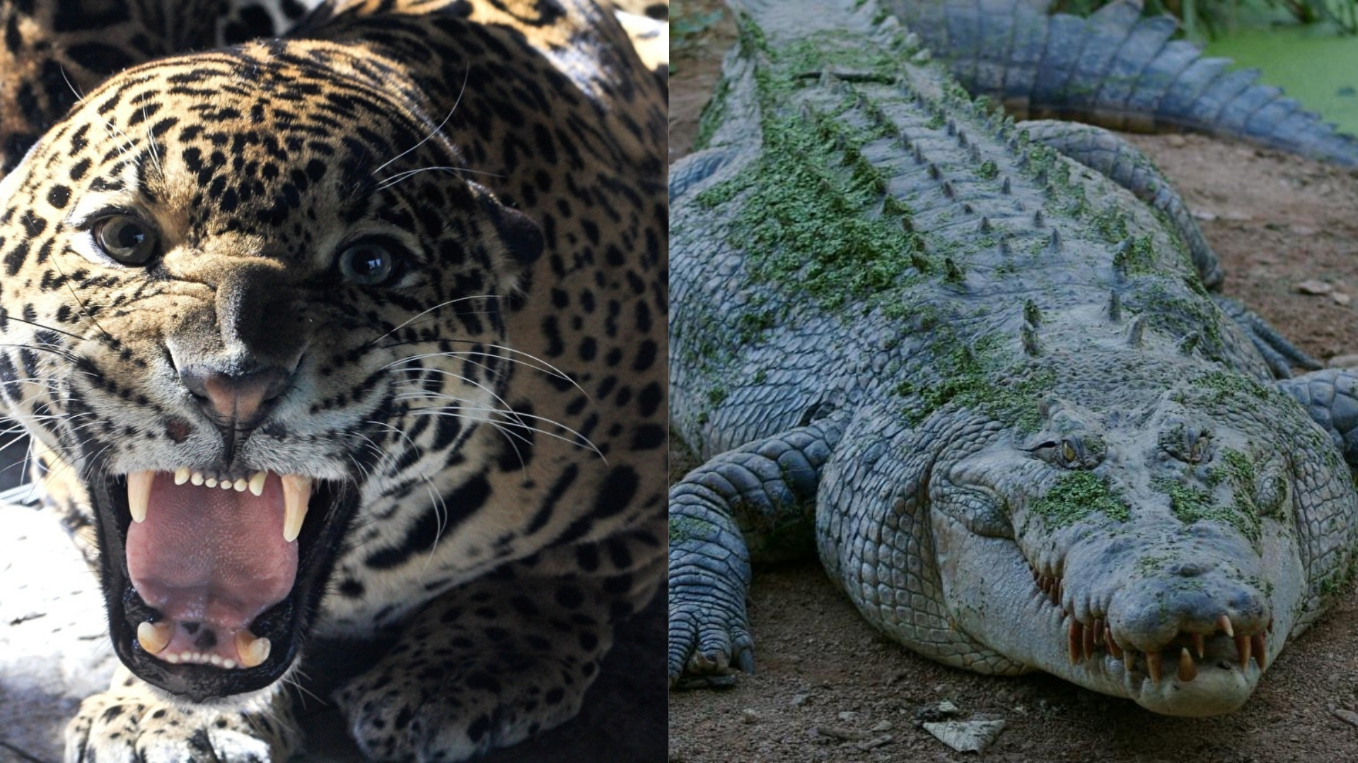 Báo đốm và cá sấu: Những màn kịch chiến một mất một còn - 1