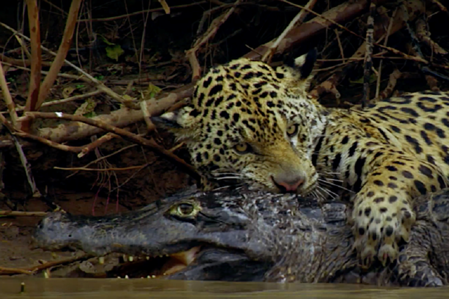 Báo đốm và cá sấu: Những màn kịch chiến một mất một còn - 3