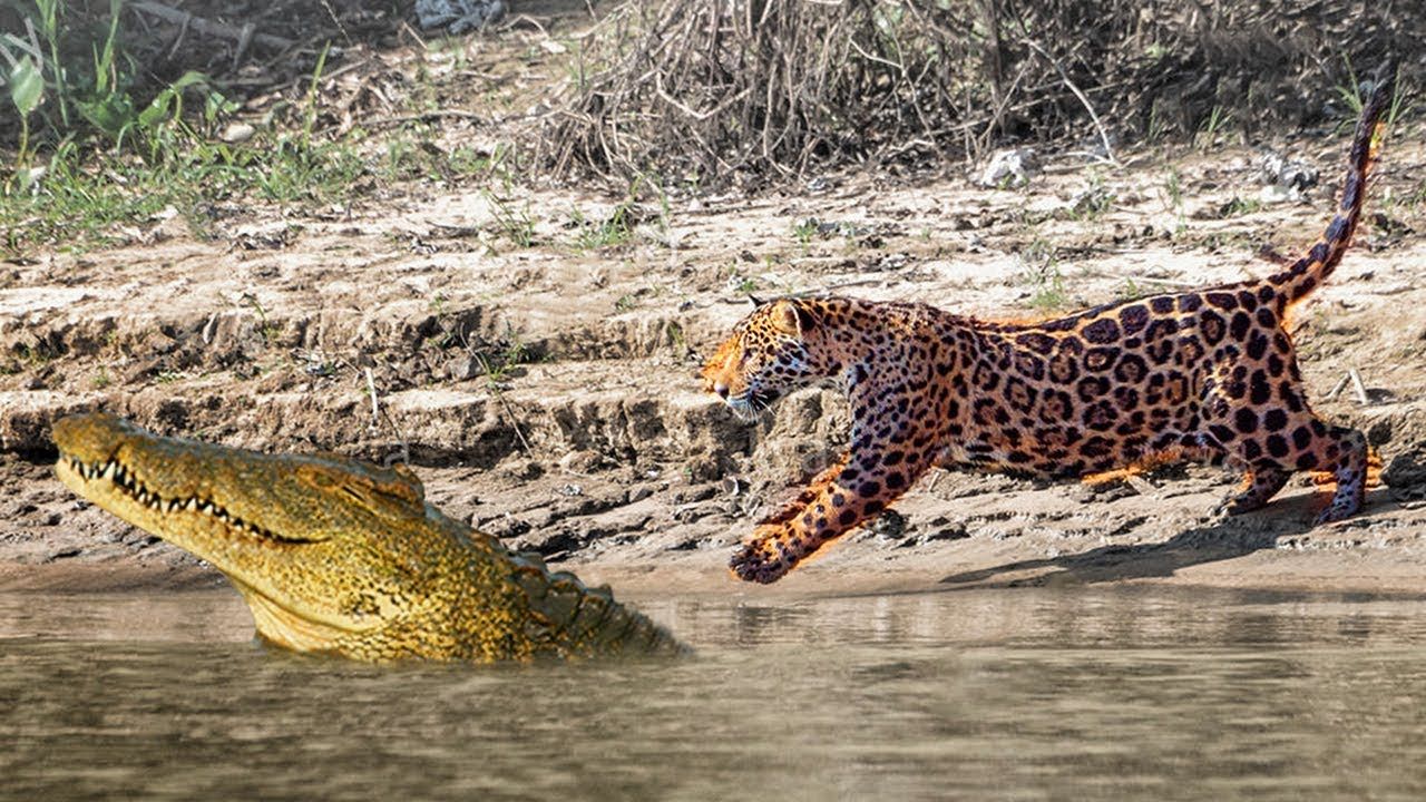 Báo đốm và cá sấu: Những màn kịch chiến một mất một còn - 2