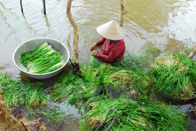 Hẹ nước mọc ở ruộng nước hoặc vùng đất phèn. Đây được xem là đặc sản mùa nước nổi của vùng đồng bằng Sông Cửu Long.&nbsp;
