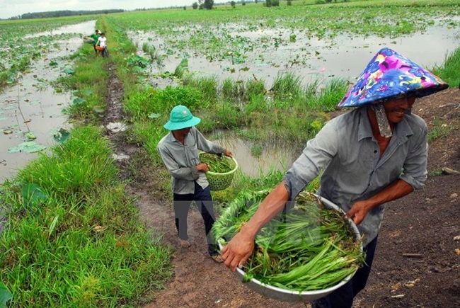 Muốn hái hẹ nước phải lội xuống ruộng, trầm mình dưới nước, thò tay tìm cái gốc hẹ mà lắc lắc vài cái cho đất nhão ra rồi nhổ lên cả bụi lẫn gốc rễ
