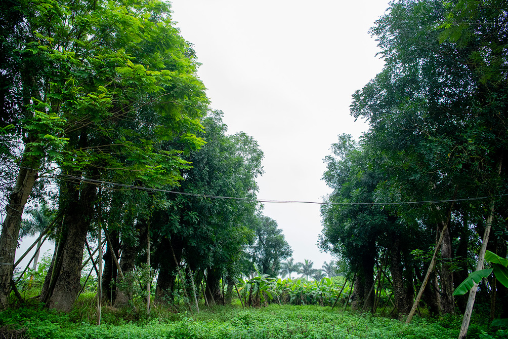 &nbsp;Tiếp đó, Công ty Beepro đã thuê 3.000m2 đất của ông Nguyễn Văn Hưng (SN1966) ở Đa Tốn (huyện Gia Lâm, Hà Nội) để trồng cây. Thời hạn thuê đất là 2 năm (từ 2/11/2016 đến 2/11/2018), chi phí thuê 150 triệu đồng/năm. Theo ông Hưng, thời gian đầu, Công ty Beep thuê một số người làm cây tại Văn Giang (Hưng Yên) lên chăm cây. Sau khoảng 2 tháng, cây đâm chồi, nảy lộc thì họ mời các bên liên quan và báo chí, truyền thông đến đưa tin rầm rộ.