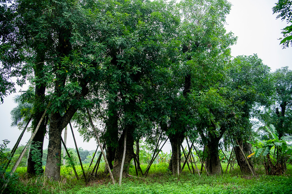 &nbsp;“Mảnh đất này trước kia tôi thuê để trồng cây, nhưng sau đó tôi bán được số cây ấy đi nên thừa ra quỹ đất. Họ về thuê bảo để ươm cây cho thành phố, tôi tin tưởng nên cho thuê lại bằng đúng giá thuê của người dân. Bây giờ, hết hạn hợp đồng, cây không đánh chuyển đi, phá bỏ không được nên tôi phải tự đứng ra chịu chi phí thuê đất”, ông Hưng chia sẻ.