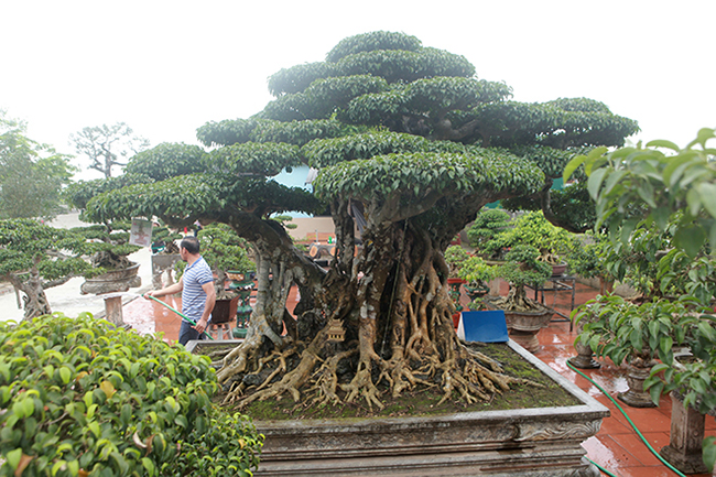 Cây có 3 ngọn có độ chênh nhau vừa phải như một bức tranh thiên nhiên thu nhỏ, thân cây như một bức tường thành. Cây&nbsp;cao 2,1m tính từ mặt chậu, rộng 3,5m, cây có tuổi đời khoảng 200 năm
