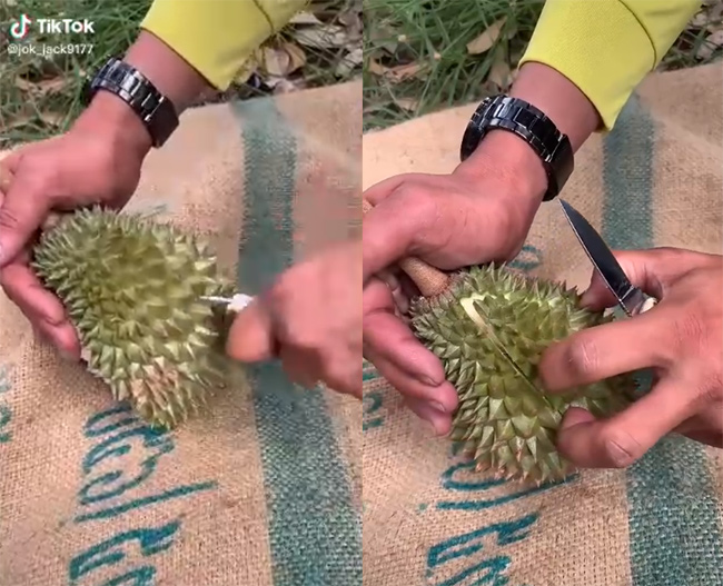 Anh nông dân mang quả sầu riêng bé tí ra bổ khiến ai cũng tò tò theo dõi