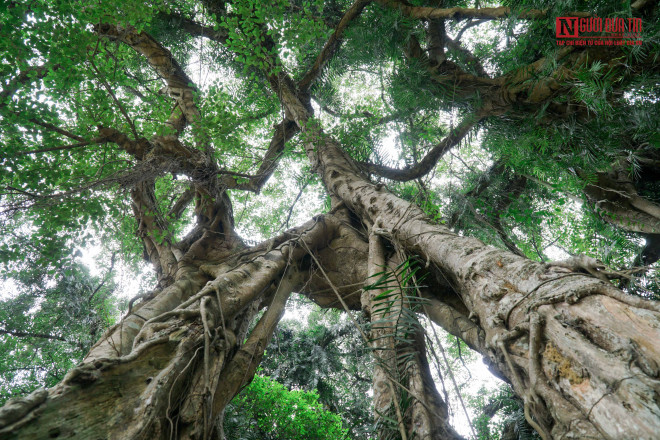 Ông Hoàng Văn Luyện - Trưởng thôn Liên Hoà trước đây là xóm Núi Cốc (Lương Sơn, Hòa Bình) cho biết: "Trước đây, do bà con vẫn chưa hiểu được hết giá trị của cây nên nhiều người đã xâm lấn, chặt rễ cây để làm ruộng. Sau khi cây được phong là cây di sản, chúng tôi đã tuyên truyền và có tổ bảo vệ đi tuần để không ai chặt phá cây sanh di sản này nữa".