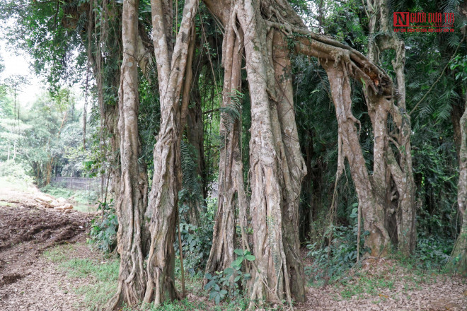 Còn vì sao lại gọi là cây "ma làng" thì vị Trưởng thôn cho biết: Từ thời xa xưa, các cụ đã đặt biệt danh cho cây này như vậy, rồi truyền tai nhau cho con cháu nghe. Trải qua nhiều cuộc kháng chiến khốc liệt, cây sanh vẫn đứng hiên ngang, vững chãi, sinh trưởng tốt và tỏa bóng mát cho dân làng. Vì vậy, chỉ cần nhắc đến tên cây "ma làng" là người dân quanh vùng đều biết.