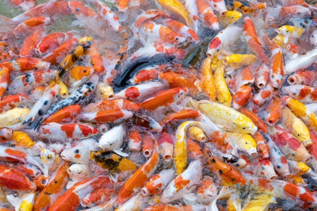 Nhờ nuôi cá Koi mô hình của anh Vũ Văn Quân (Kiến Thụy, Hải Phòng) bán ra thị trường khoảng hơn 5 tấn cá Koi, mỗi kg có giá 250.000 đồng, trừ hết chi phí lãi 500 triệu đồng.
