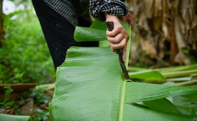 Khi hái, phải chọn những lá có màu xanh, không dập nát, bản to. Sau đó dùng dao để rọc 2 bên, loại bỏ phần cuống ở giữa.