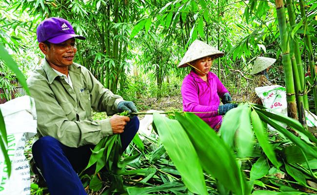 Bà Triệu - chủ cơ sở thu mua lá tre lớn nhất ở làng Đồng Chiêm (Hà Nội) cho biết, những năm trước, gia đình bà xuất khẩu tới hàng trăm tấn lá tre khô.&nbsp;