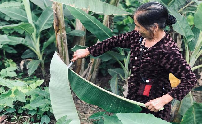 Nếu trồng chuối lấy quả, người dân sẽ sử dụng loại chuối tiêu, chuối tây. Còn nếu trồng chuối lấy lá thì họ sẽ trồng chuối hột.&nbsp;