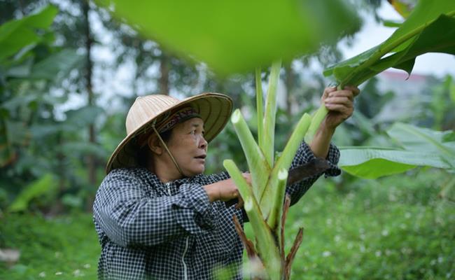 Nếu trồng cây lấy quả thì mật độ là 1.000 cây/ha, còn chuối lấy lá trồng với mật độ từ 1.500 cho tới 1.700 cây/ha.