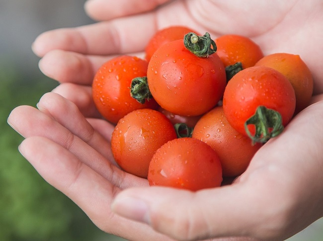 Loại cà chua đặc biệt này có giá lên đến 500.000 đồng/kg.