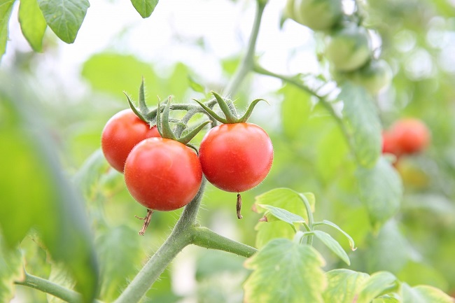 Loại cà chua này đang được trồng tại một nông trại thuộc tỉnh Lâm Đồng và được canh tác theo tiêu chuẩn của Nhật Bản.