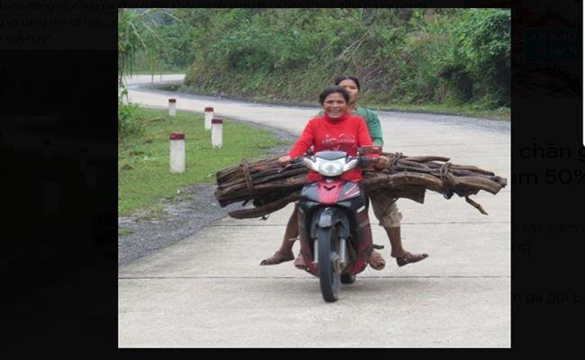 Chị Lài, người dân tộc Vân Kiều ở Quảng Bình chuyên đi “săn” kê huyết đằng cho biết,&nbsp; nếu may mắn thì gặp được nhiều cây một chỗ, còn không sẽ phải tìm kiếm khá vất vả.
