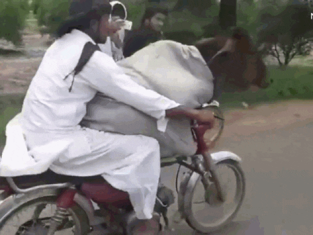 Clip: Thanh niên "chơi trội" khi chở bò đi dạo phố bằng xe máy