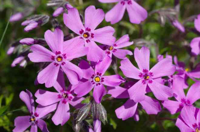 Hoa phlox màu hồng tím, nguồn gốc của cái tên "trăng hồng" - Ảnh: LIVE SCIENCE