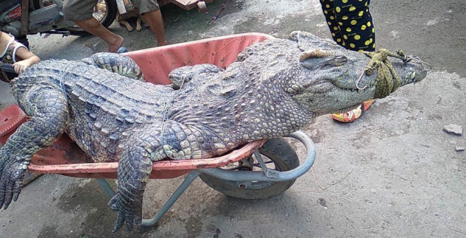 Cá sấu nặng hơn 70kg do anh Thanh bắt (Ảnh do người dân cung cấp)