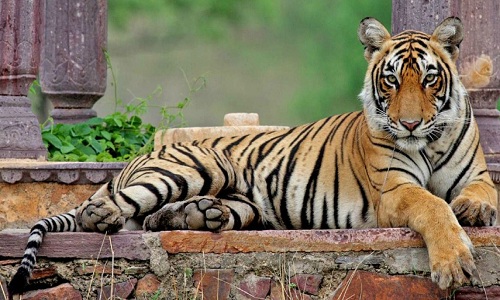 "Nữ hoàng hổ" Machli khi còn sống ở công viên quốc gia Ranthambore, Ấn Độ.