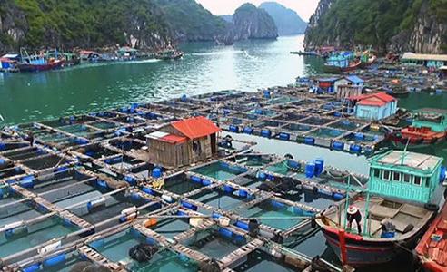 Khu vực nuôi trồng hải sản trên biển huyện Vân Đồn