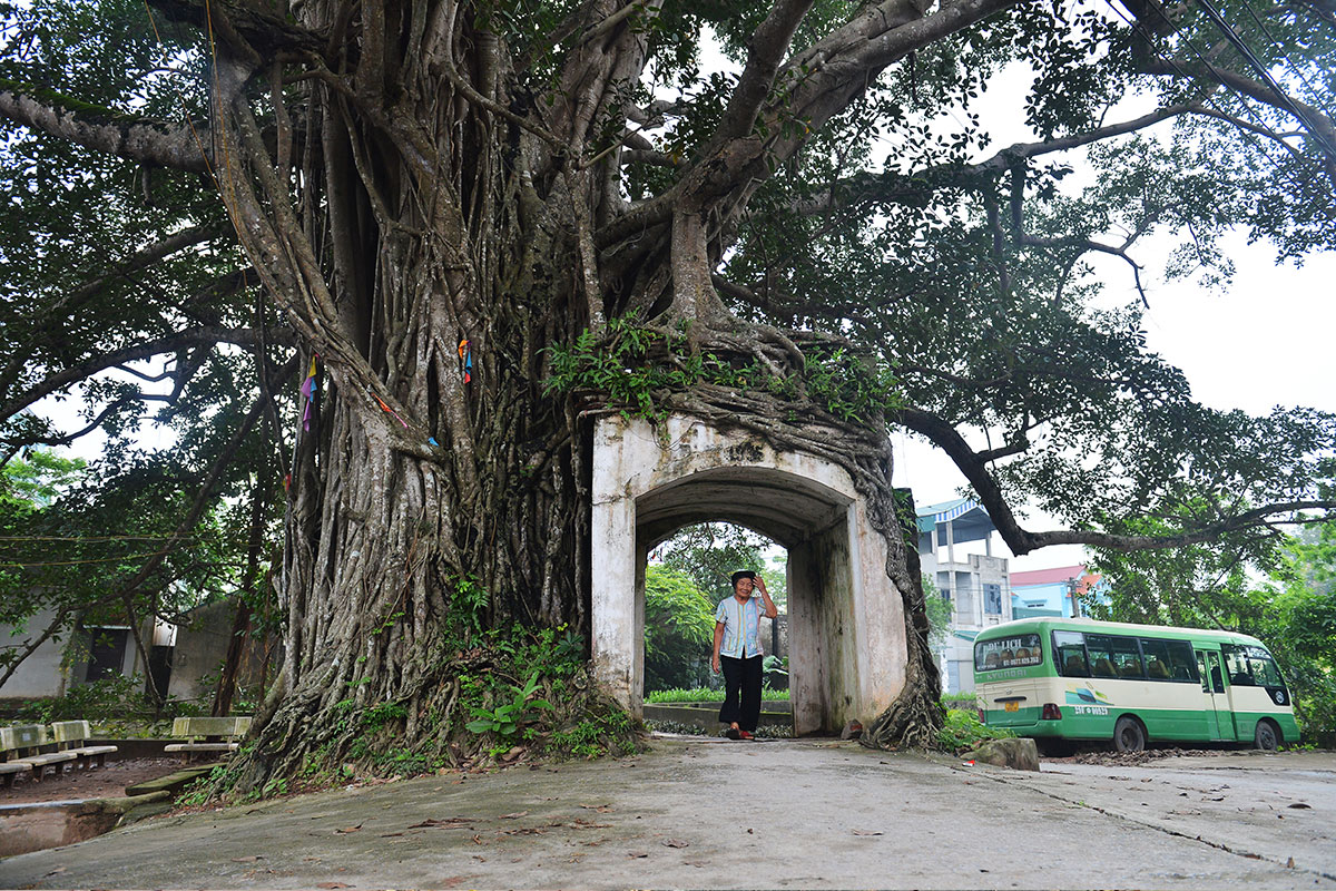 Cổng làng Yên Cốc (xã Hồng Phong, Chương Mỹ, TP. Hà Nội) nằm hoàn toàn trong bộ rễ của cây đa cổ thụ hàng trăm năm tuổi. Người dân Yên Cốc cho biết, trước kia làng có 2 cây đa được trồng cùng 2 cổng, một cây đã chết chỉ còn cổng đứng độc lập ở đầu làng. Cây đa còn lại cũng mới được cứu chữa nay đang dần xanh tốt và vẫn là bệ đỡ vững chắc cho cổng làng