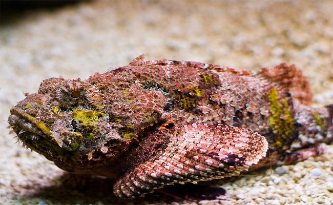 Cá mặt quỷ (tên tiếng Anh là Stonefish) có nhiều tên gọi khác như là cá đá, cá mao ếch..., chúng được biết đến là một loài cá mang vẻ ngoài vô cùng xấu xí với vảy rất cứng, trông xù xì, thô ráp. Nhìn chúng giống hệt như những rặng san hô đã chết. 
