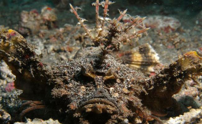 Cá mặt quỷ được gọi là hung thần dưới đáy đại dương vì chúng là 1 trong những loài cá độc nhất thế giới. Trên lưng cá có 13 vây lưng chứa độc tố mạnh. 
