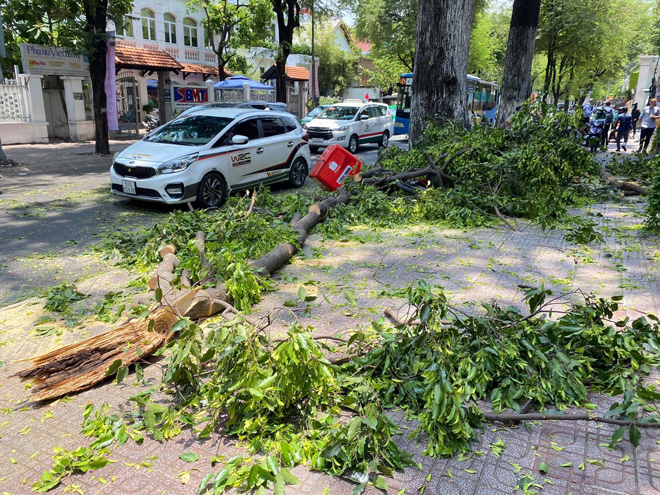 Tại hiện trường, 2 nhánh chây có chiều dài gần 10 m, tán lá rộng