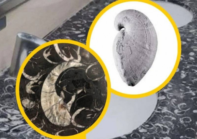 Hóa thạch cổ sinh vật được tìm thấy trong bồn rửa mặt tại nhà vệ sinh ở sân bay.