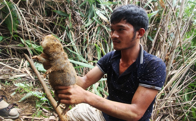 Một thợ săn dúi cho biết, trước đây một ngày có thể săn được 5 - 7 con, nay tối đa chỉ được 2 - 3 con. Vì là con vật tàn phá mùa màng và thịt thơm ngon, bị săn lùng nên dúi ngày càng hiếm dần, chỉ xuất hiện ở những cánh rừng sâu.&nbsp;
