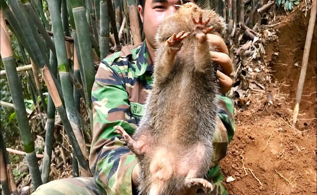 Mùa săn bắt dúi bắt đầu từ tháng 11 đến hết mùa hè năm sau. Thời gian còn lại là lúc dúi núi sinh sản nên dân làng không đi bắt mà để cho dúi đẻ con, tăng đàn.
