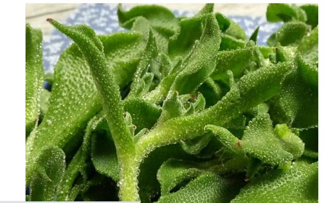 Chị Hạnh - một đầu mối bán các loại rau đặc sản ở Hà Nội cho biết, rau bông tuyết được nhập từ Đà Lạt. 

