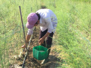 Kinh doanh - Chàng trai khởi nghiệp với “nông nghiệp điên”, đem rau sạch đi đổi lấy rác