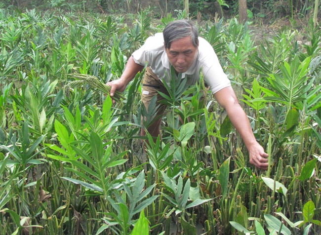 Loại rau này trước mọc hoang khắp nơi ở Việt Nam, nhưng hiện nay nhiều người tìm mua đến mức cung không đủ cầu. 
